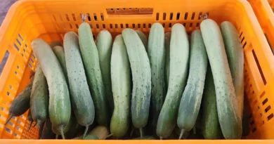 오이농사 이장 당선 최광석 이장 귀농기