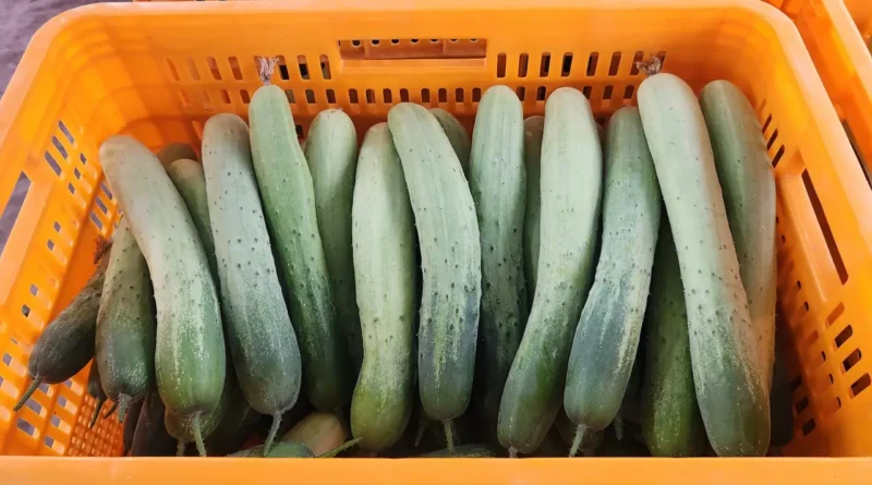 오이농사 이장 당선 최광석 이장 귀농기