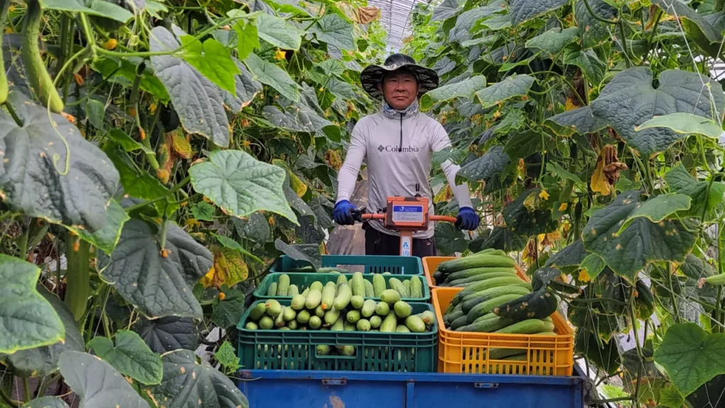 오이농사 이장 당선 최광석 이장 귀농기