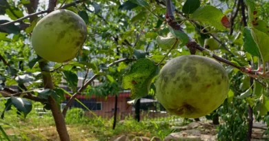 빨간사과는 무슨...