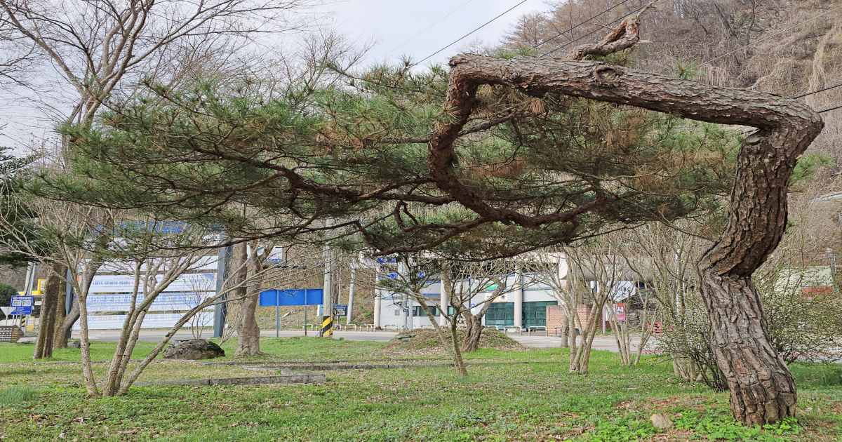소나무 한 그루가 ‘1억짜리 소나무’가 된 사연
